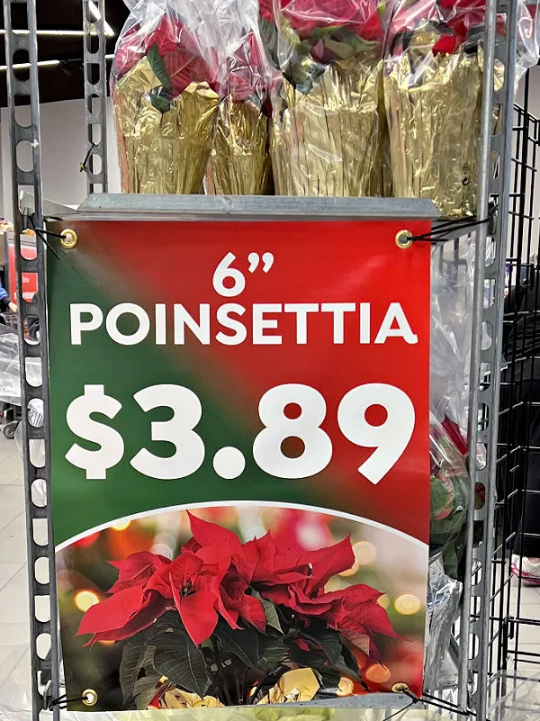 aldi poinsettia