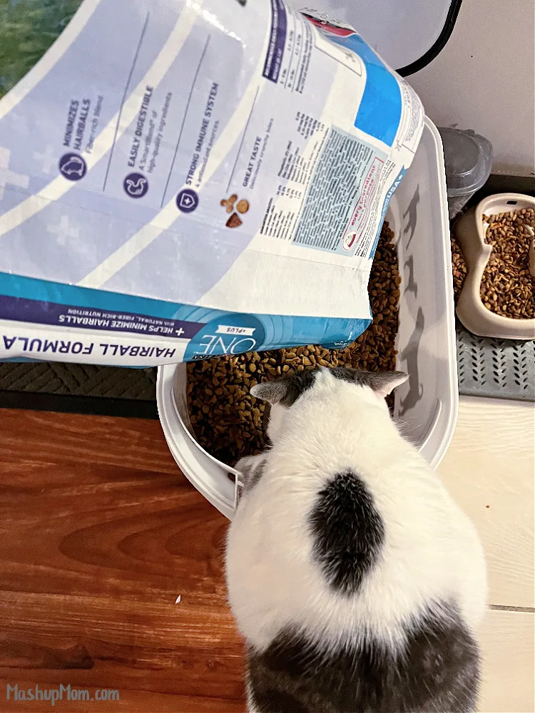 gray and white cat climbing into food container