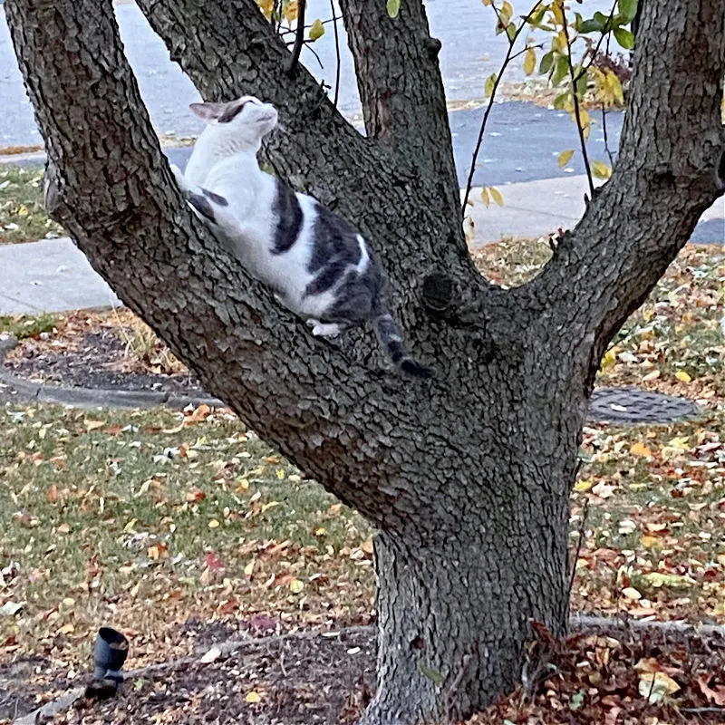 gray and white cat in a tree