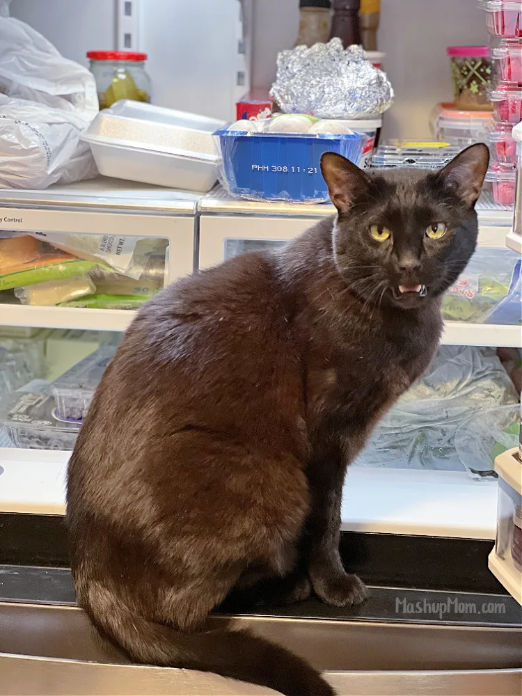 black cat in refrigerator