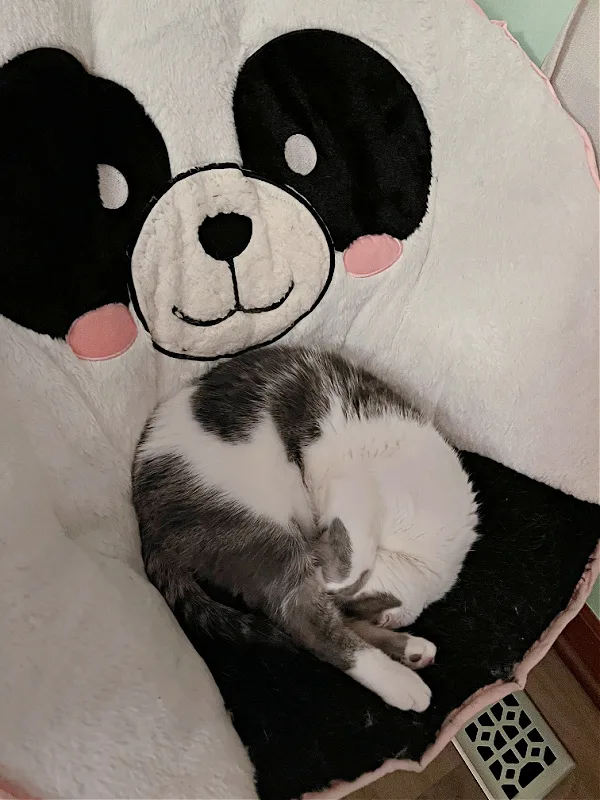 gray and white cat in a panda saucer chair