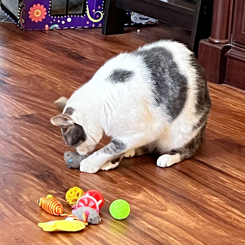 white and gray cat with toys