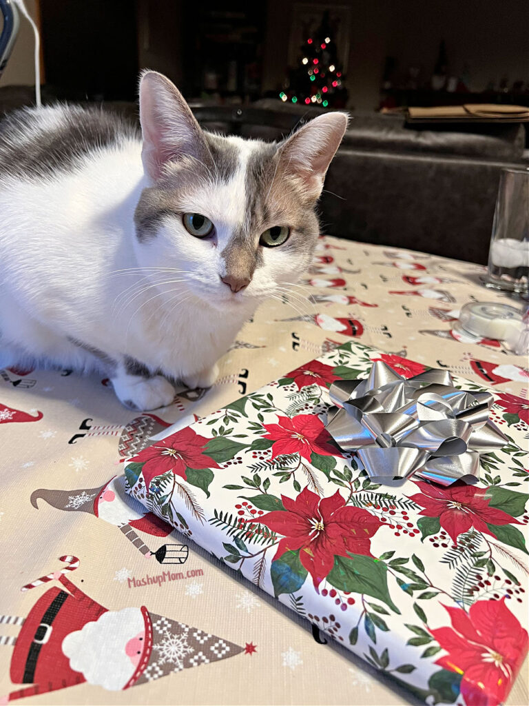 white and gray cat with christmas present