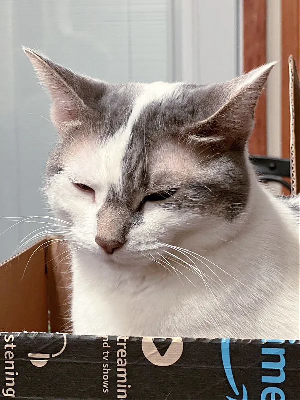 gray and white cat in amazon box