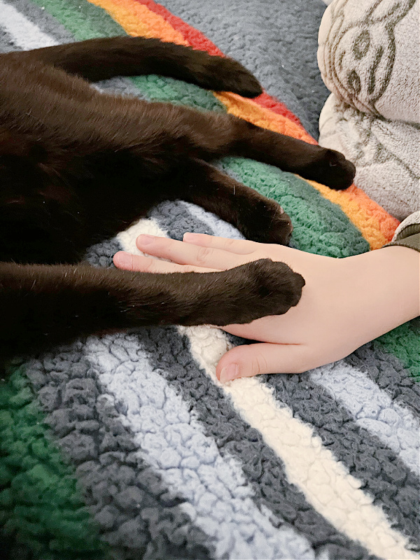 black cat paw holding hands on a blanket