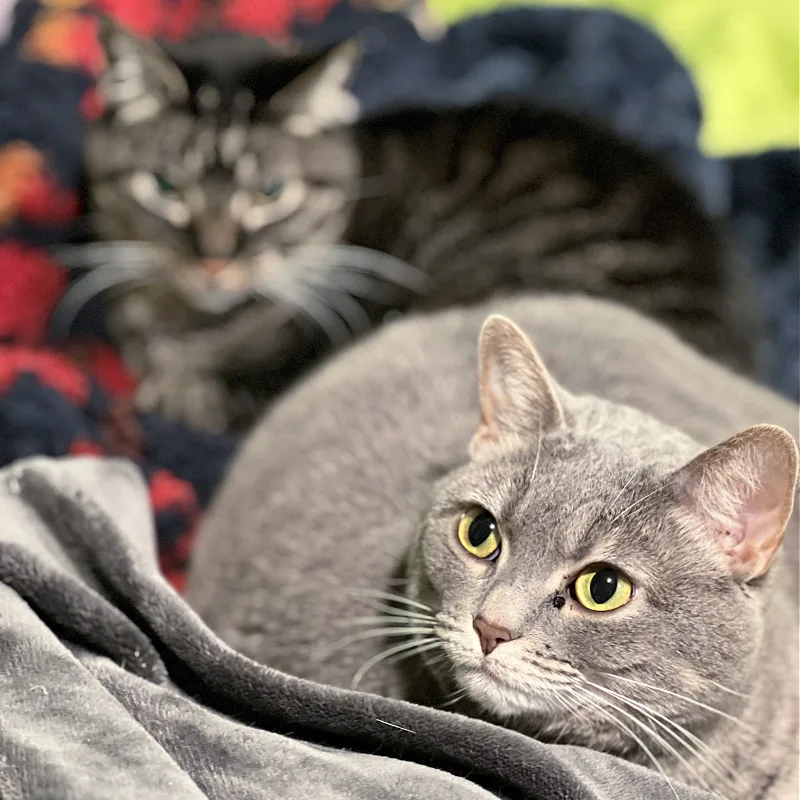 two cats cuddled on  blankets
