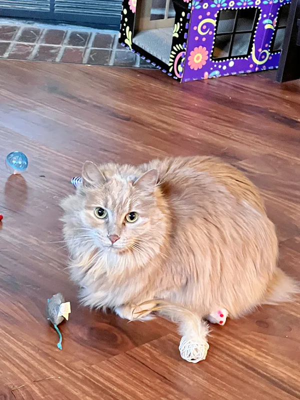 orange cat with toys
