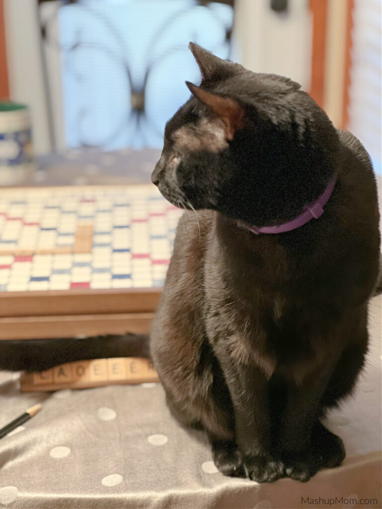 black cat by a scrabble board