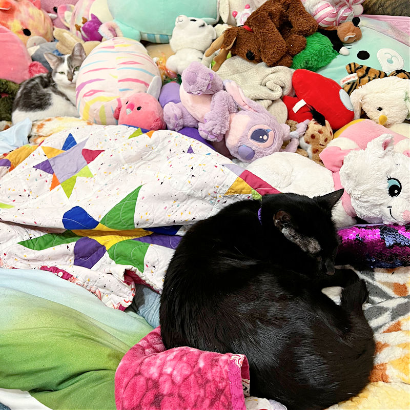 two cats hiding in stuffed animals