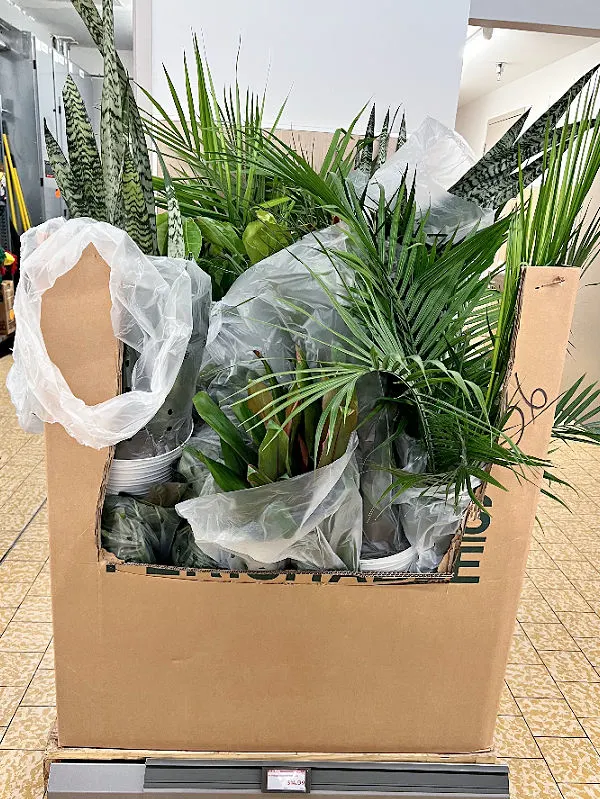 giant plants at aldi