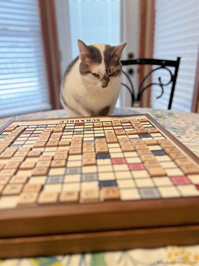 gray and white cat playing scrabble