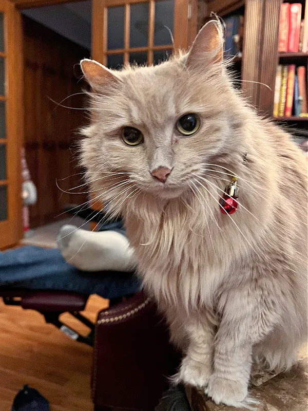 ornament on an orange cat