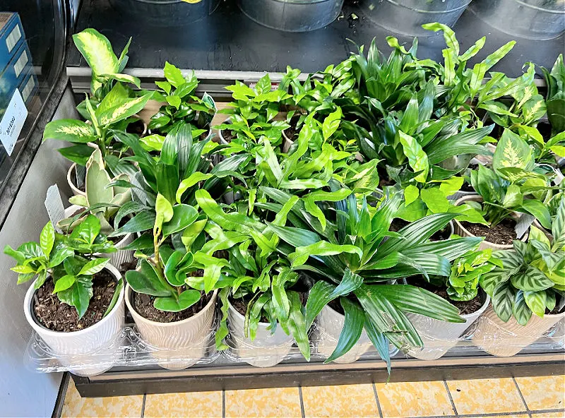 5 inch foliage plants at aldi