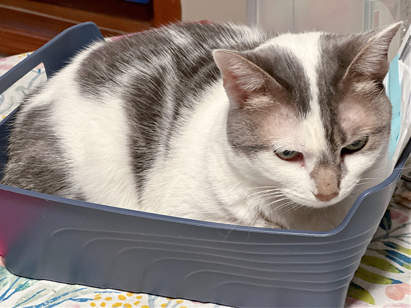 grey and white cat in a blue bin