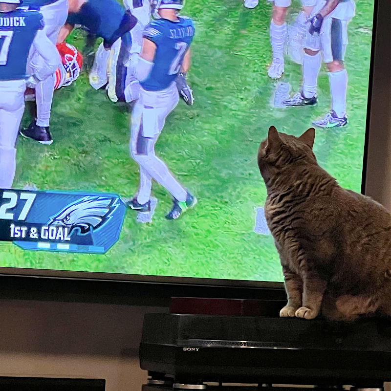 gray cat in front of a tv showing football