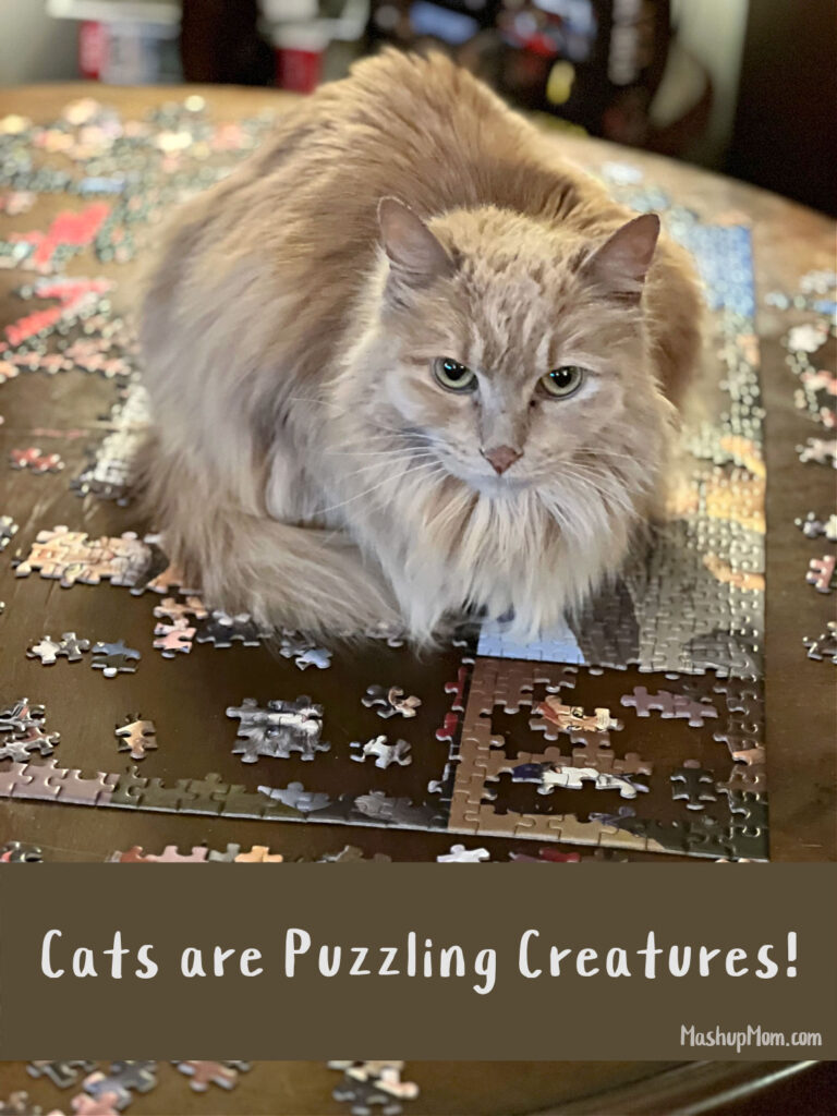 orange cat lying on a puzzle