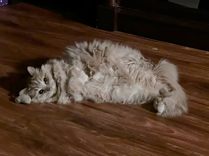 floofy belly orange cat