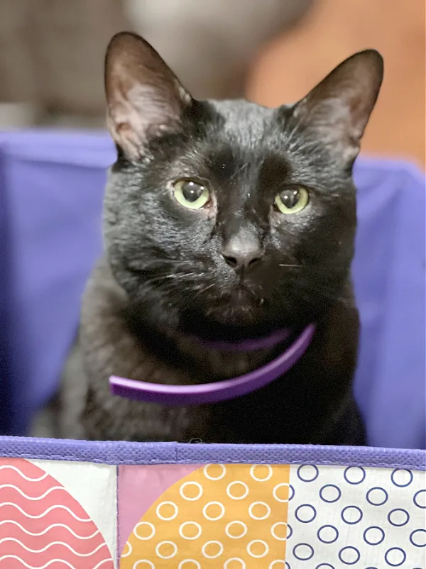 black cat in an aldi tote