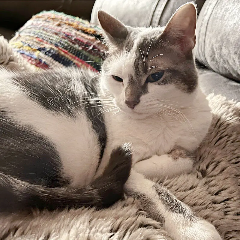 gray and white cat on a gray pillow