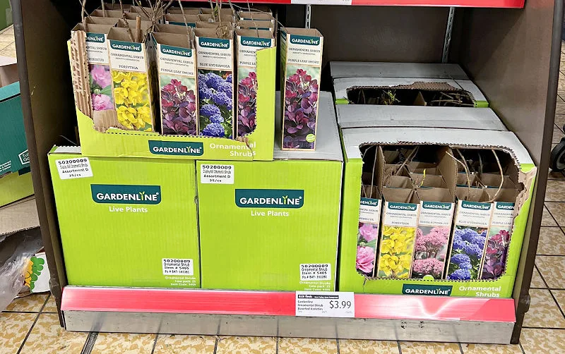 ornamental shrubs at aldi