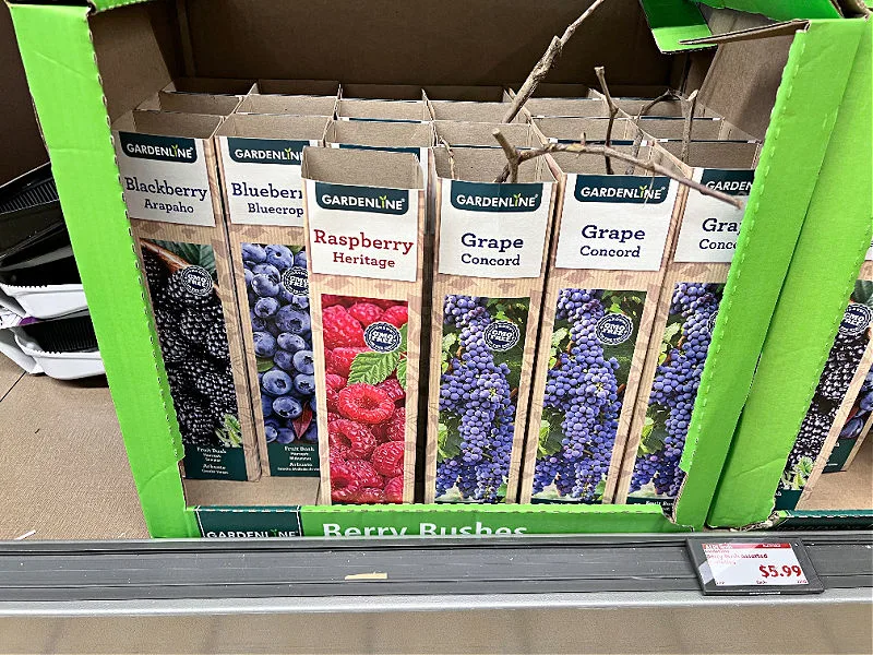 berry bushes at aldi