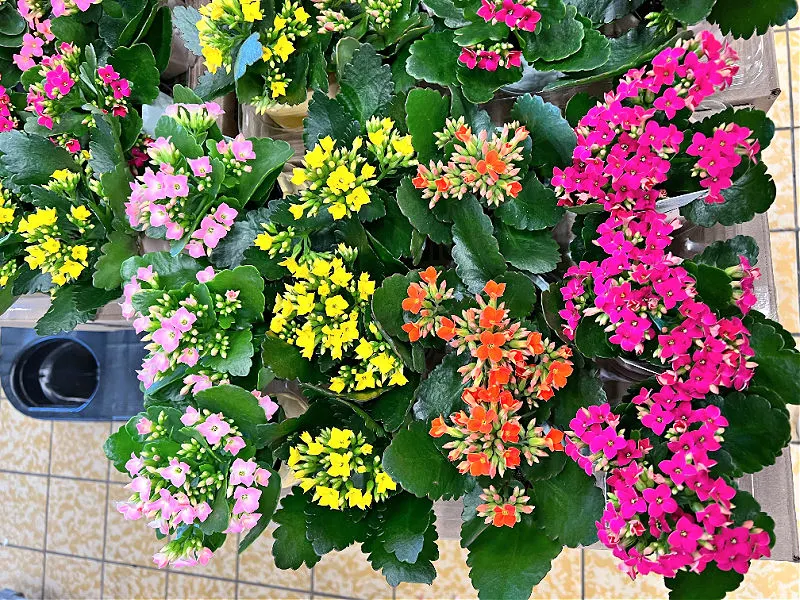 5 Plants That Flower Throughout The Year