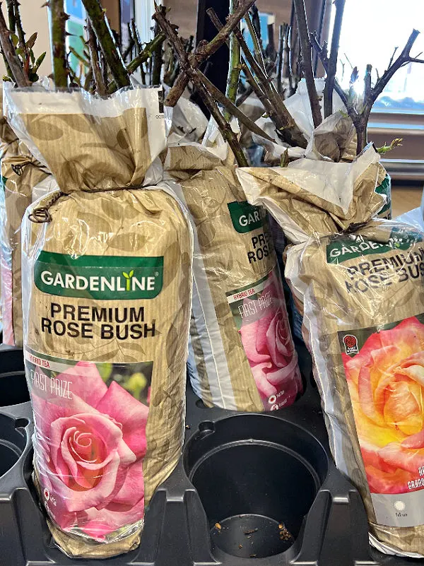 aldi rose bushes