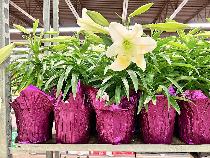 easter lilies at ALDI
