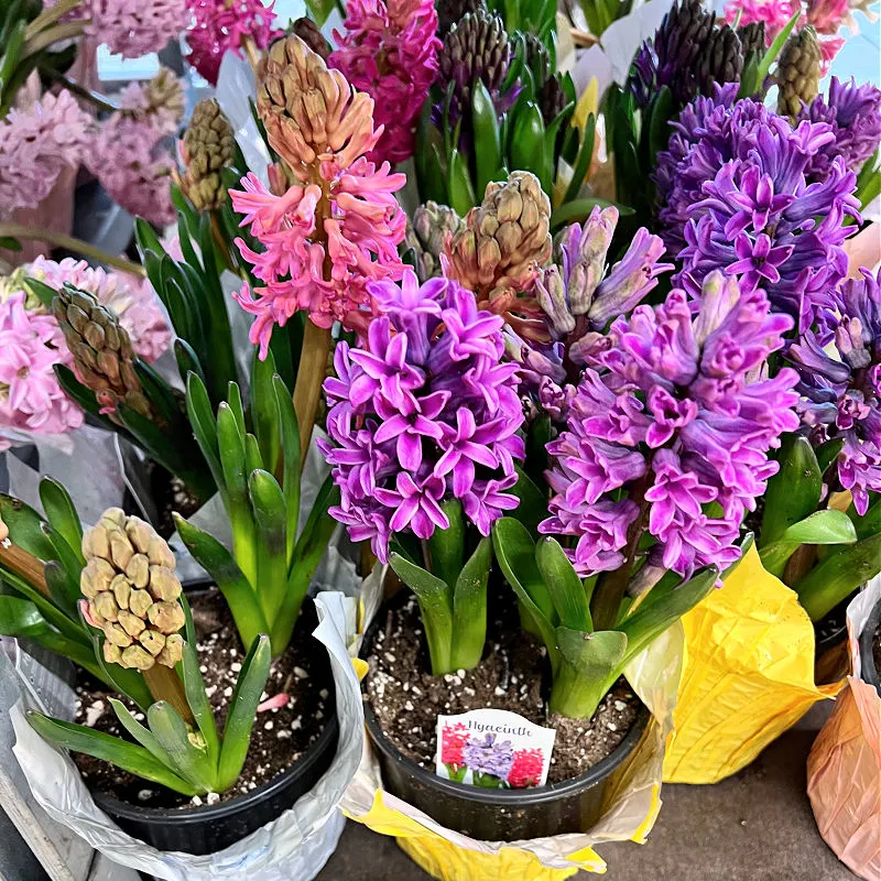 potted hyacinths at aldi