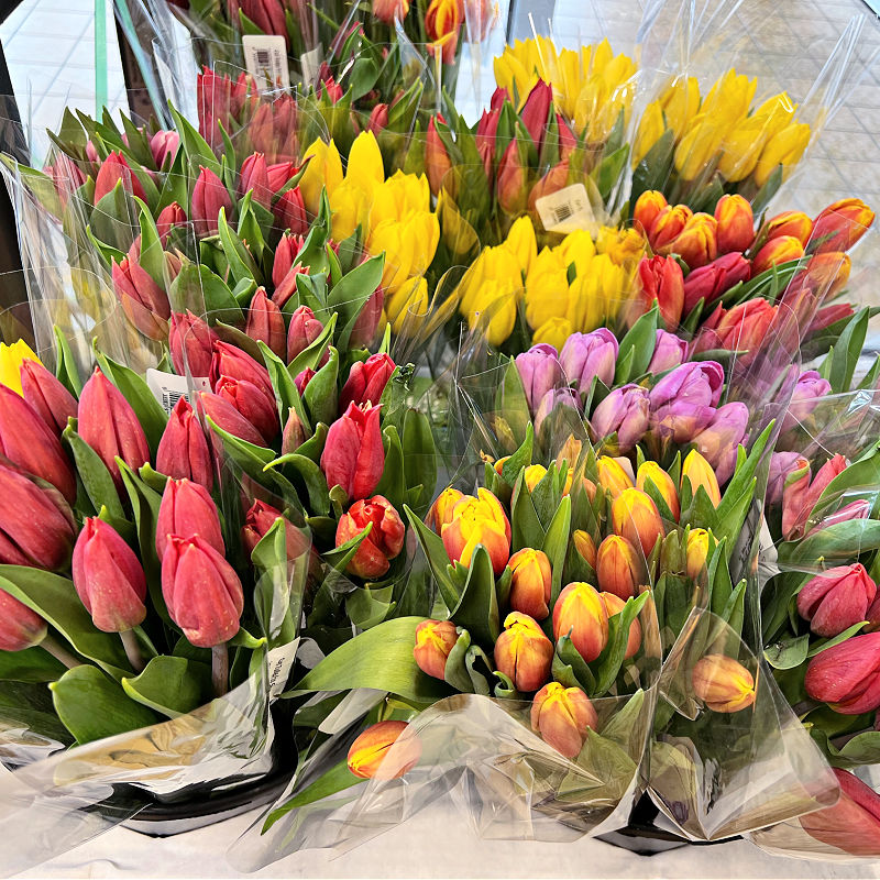 colorful tulips at aldi