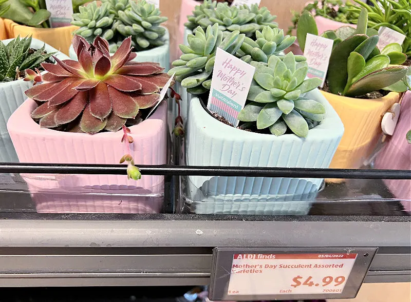 mother's day succulent at aldi