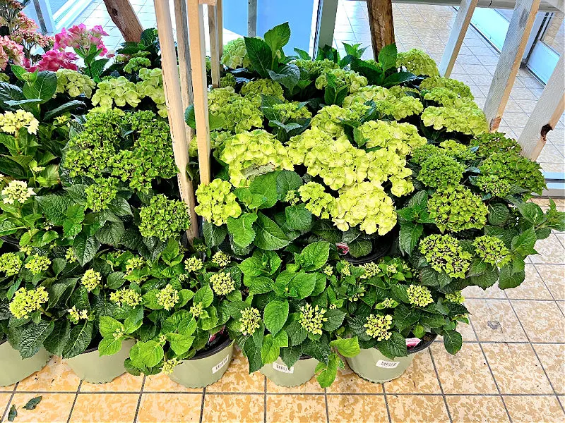 aldi hydrangeas