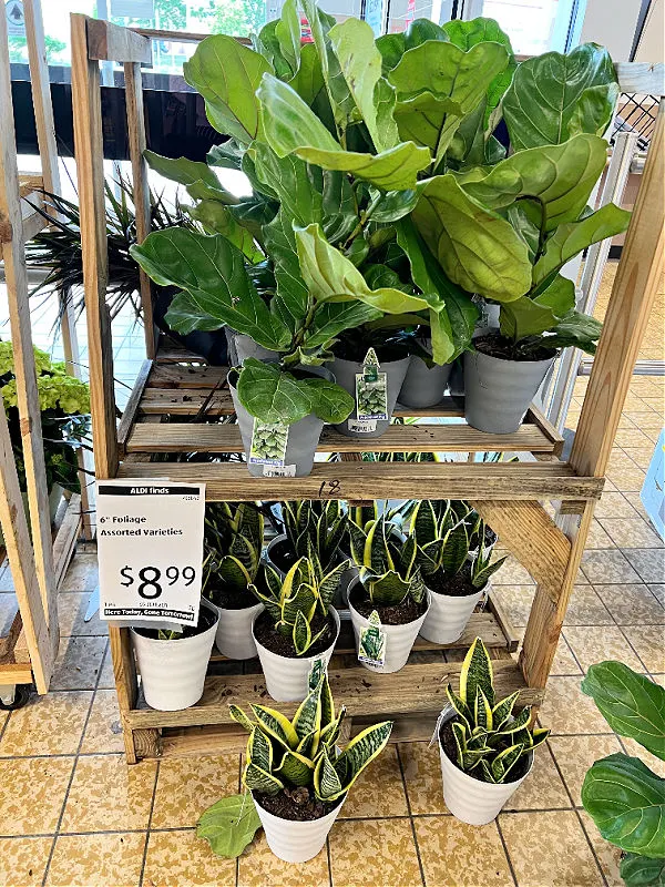 six inch foliage at aldi