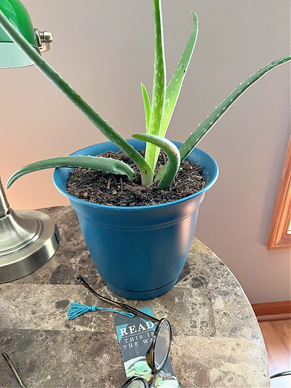 repotted aldi aloe plant