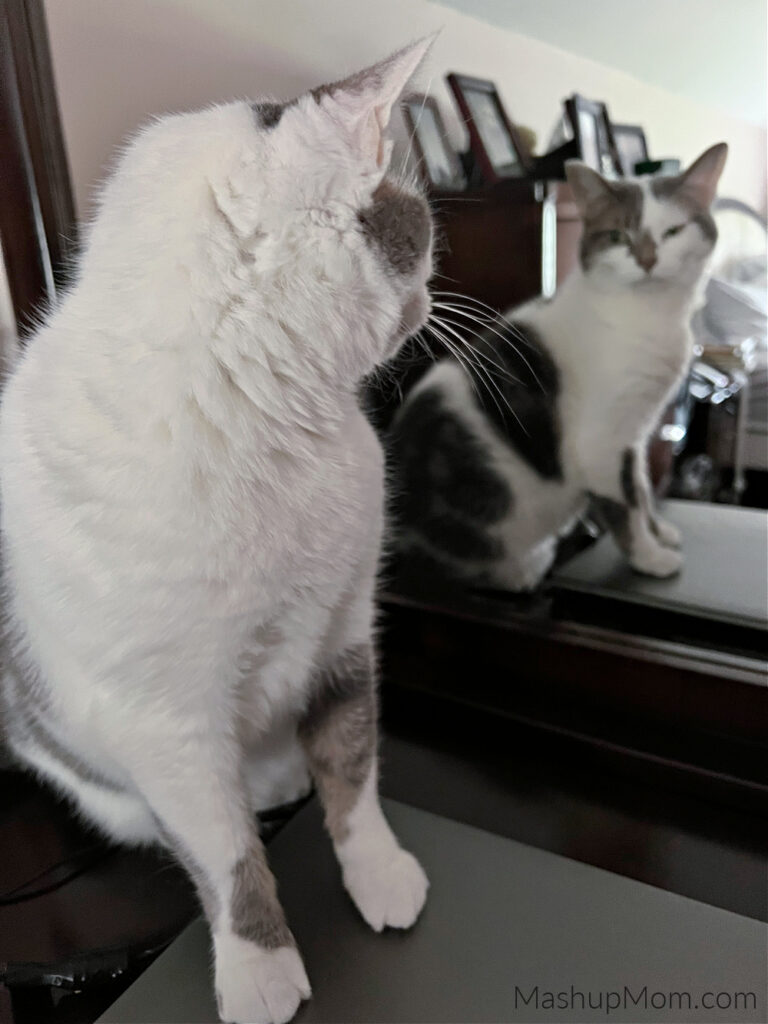 white and gray cat looking in a mirror