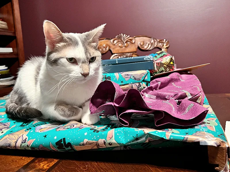 gray and white cat on birthday presents