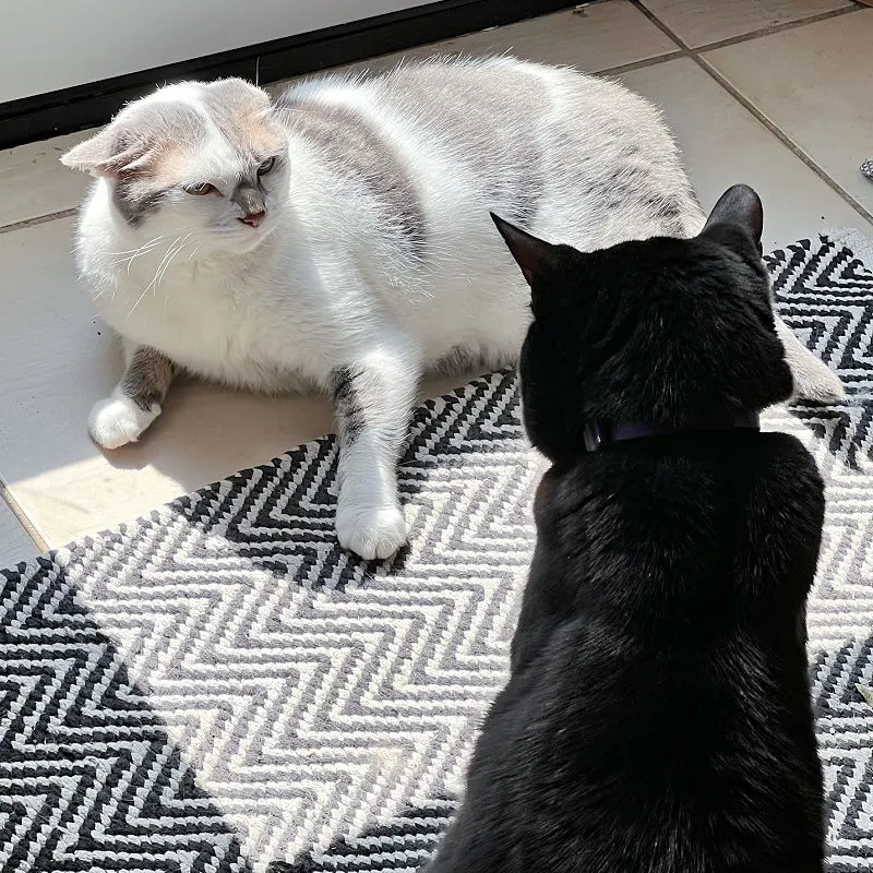 two cats having a showdown