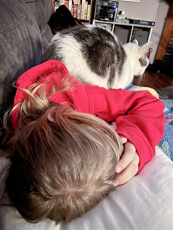 gray and white cat sleeping on a kid in a red hoodie