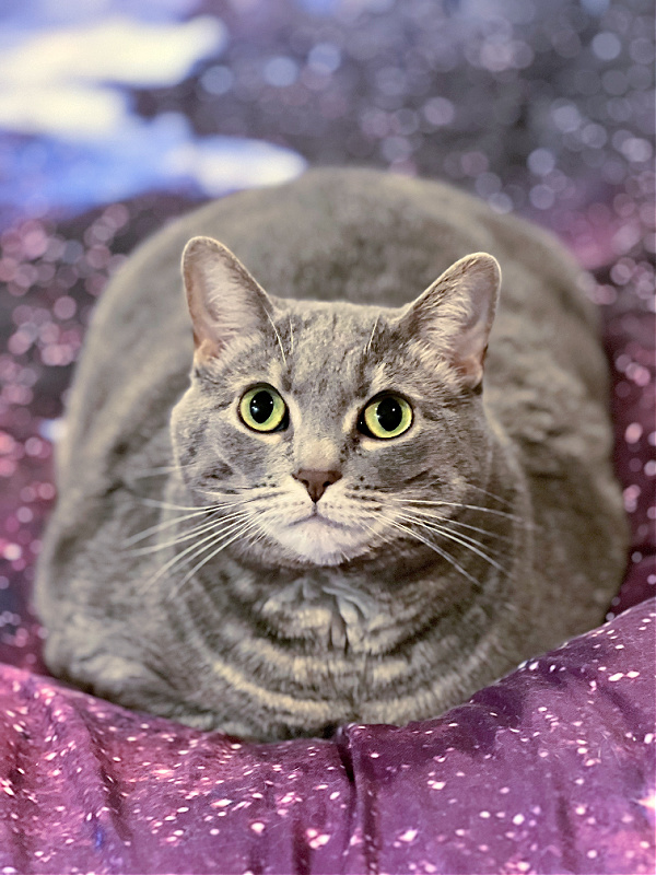 gray cat on galaxy comforter
