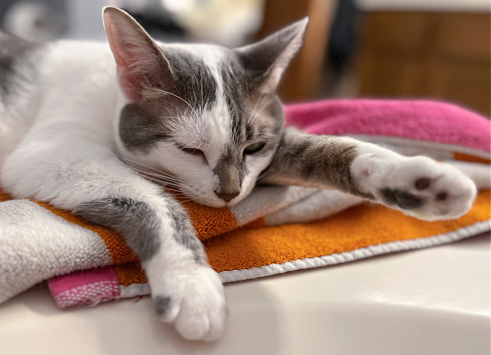 sleepy grey and white cat on a towel