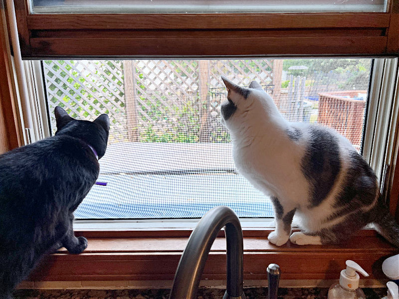 two cats looking out a window screen