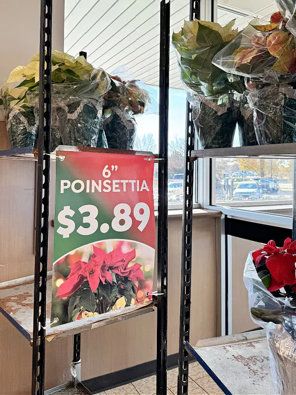 aldi poinsettias 2023