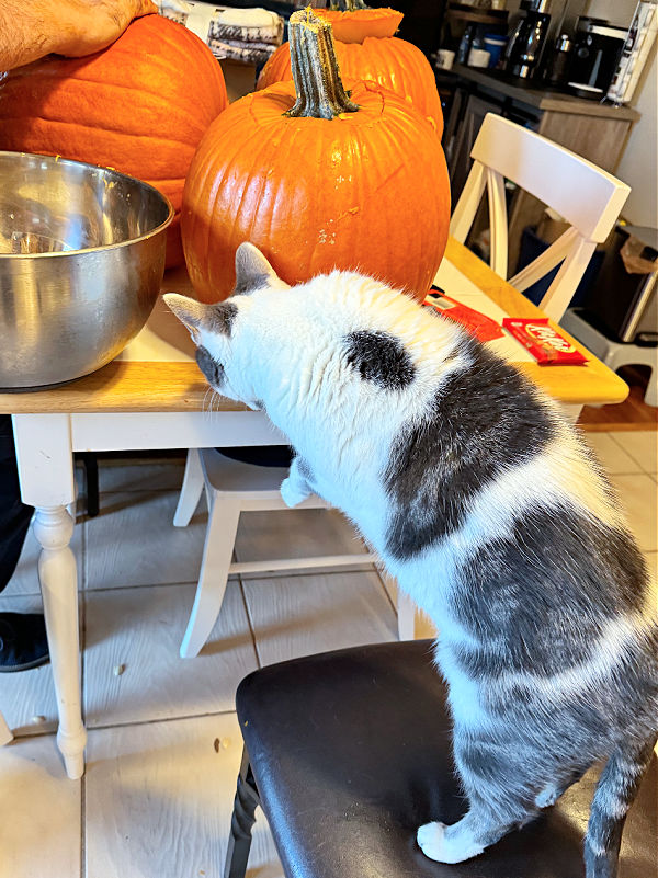 gray and white cat with halloween pumpkins