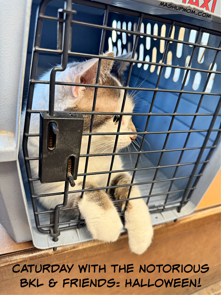 gray and white cat in carrier