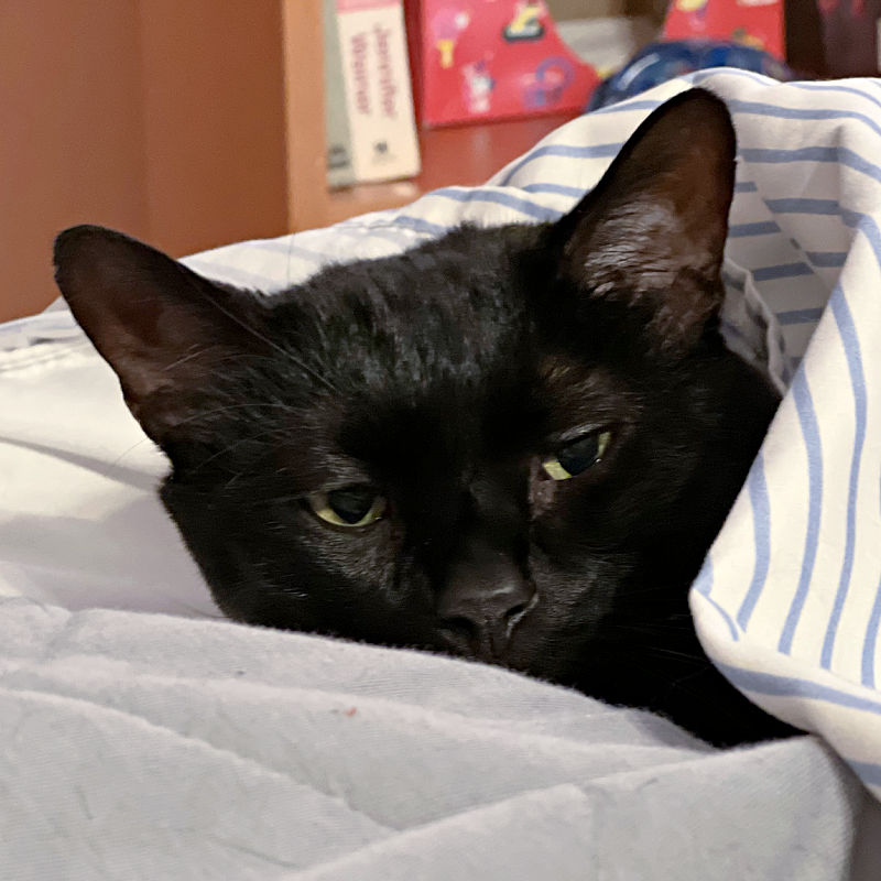 black cat tucked under covers