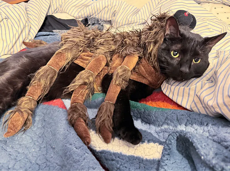 black cat in a spider costume