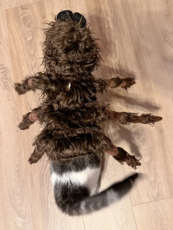 gray and white cat in a spider costume