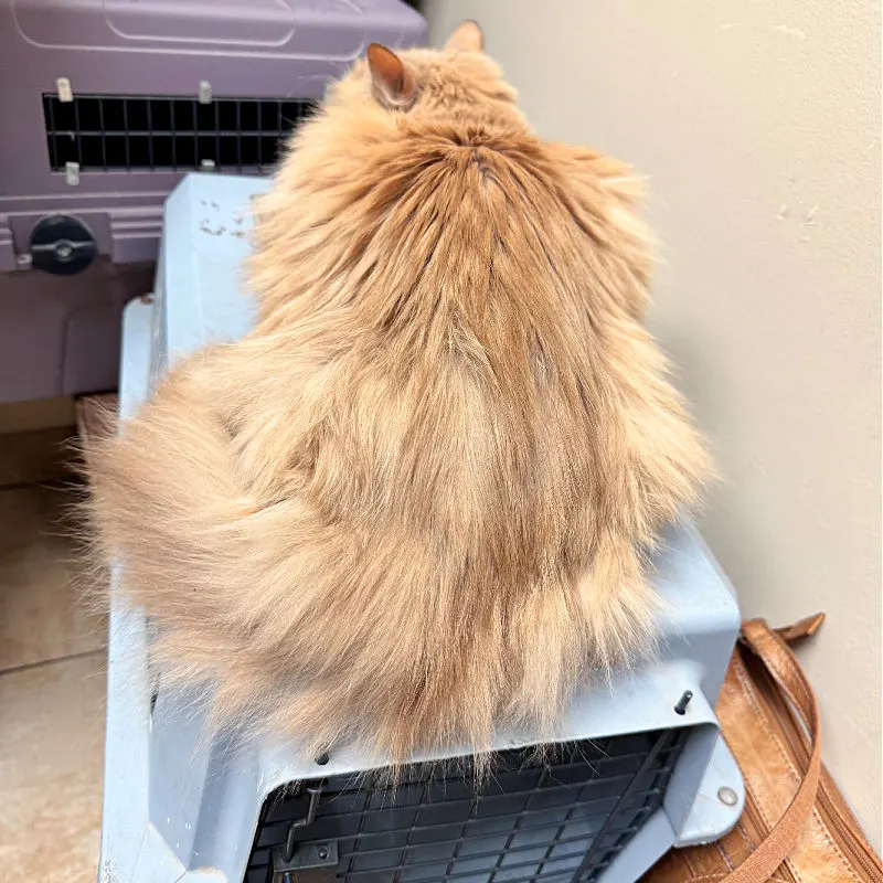 orange cat on a carrier