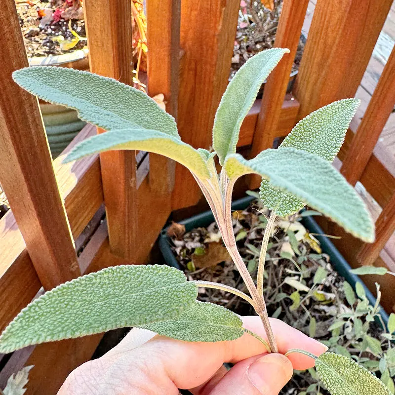 fresh sage leaves